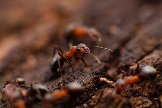 熱帯に棲むアリから学ぶサバイバル術